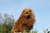 SPITZ ALLEMAND 434